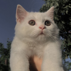 lopsa story - 1plike140 (sped up)