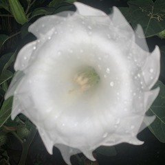 Synphoria 化学繊維-remix