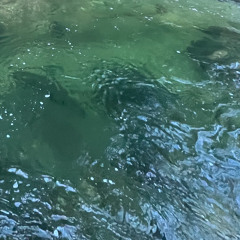 floatingonwatersoundscape