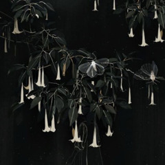 Jardin des ombres