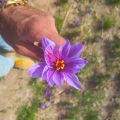purple flowers 💜
