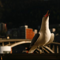 American Standard demon