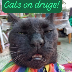 Cats on drugs