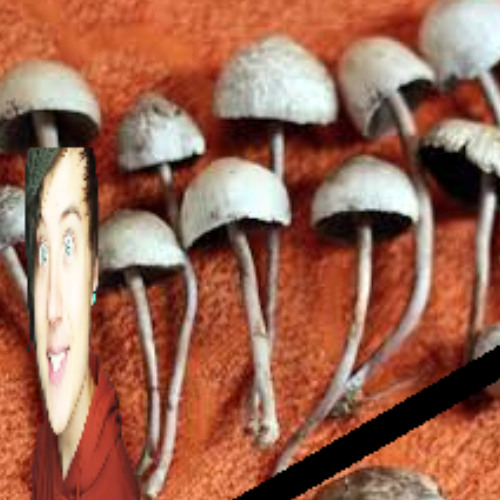 псилоцибиновые грибы