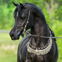 الشيخ خالد الراشد - نكون او لا نكون خالد بن الوليد.wav