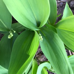 The Lily of the Valley