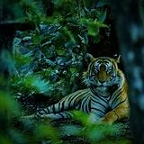 Tiger in the Forest