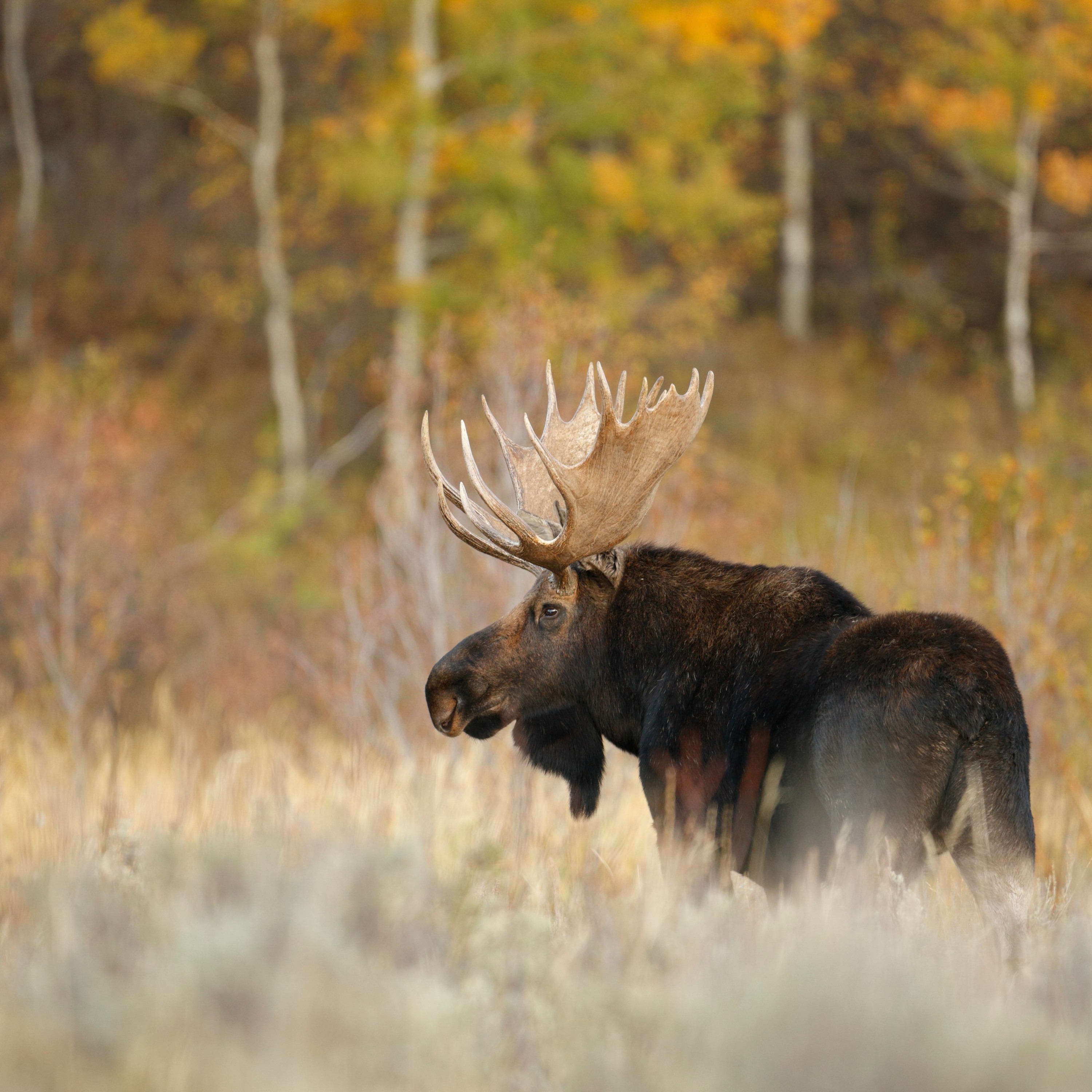 NDOW presents the Nevada Wild Podcast