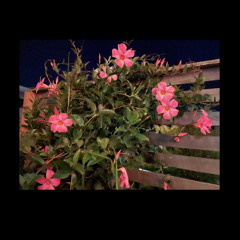 Sentimental💍🕊💕