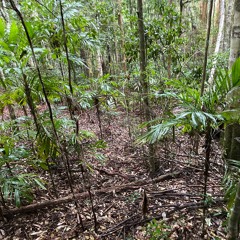 Long-nosed Potoroo