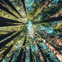 TREE VOICES