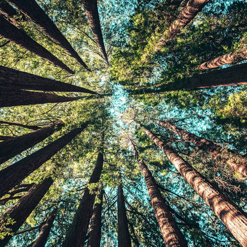 TREE VOICES