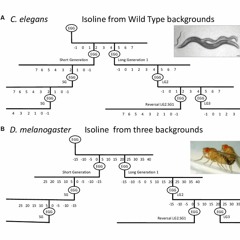 Parental Age Effect on the Longevity and Healthspan of Flies and Worms