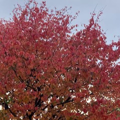 STRING QUARTET IN B MINOR (in 4 movements)