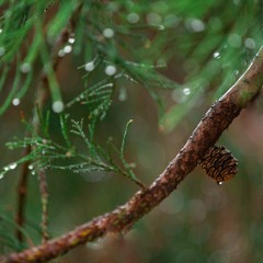 Calm Rain