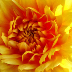 Blumenwiese