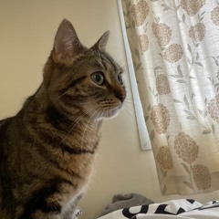 Poor Thing (prod. Young Taylor)