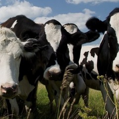 Czy Krowy (ver alpha) 2022 BuBU