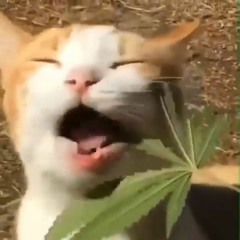 bleh [lungskull + burr $hine]