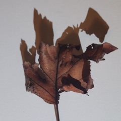 Crushed Auburn