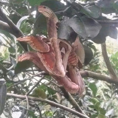 RXK nephew “ crack house “ ambient nature mix