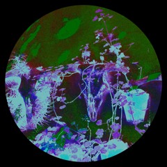 RAAVA / LIVE CUT / MONO