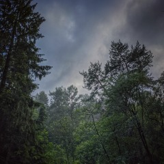 Calming rain and bird sounds in Yorkshire forest