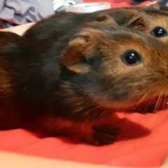 LSDj25 Sektor LTTN Pt 1