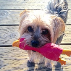 Which Online Store Provide The Comfortable Dog Toys In Toronto
