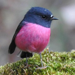 Panama 2024: Pink Robin - Midnight Boogie