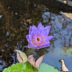 Stotra Suladi - Raga:Shankarabharana