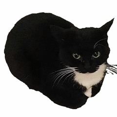 maxwell_the_cat.gbc