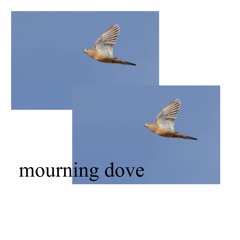 mourning dove333 / prod. 20prettyhusky