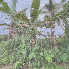 Esengo - Bima
