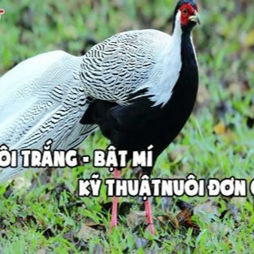 Chi tiết với hơn 72 về mô hình nuôi gà lôi trắng mới nhất  Tin học Đông Hòa