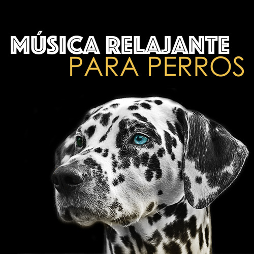 Stream Música Relajante para Perros | Listen to Música Relajante para  Perros - Musicoterapia para Perro, Gato y Mascotas playlist online for free  on SoundCloud