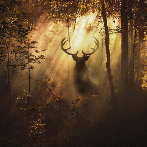 Like a Deer facing the Dawn.