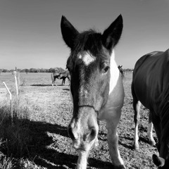 Lacrymales Inondées