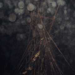 Underbrush