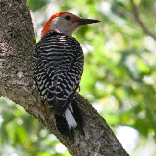 Red-bellied Woodpecker Territorial Drumming