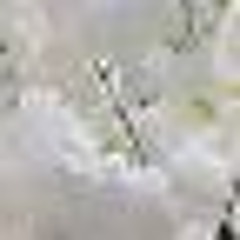 Petals (scrapped demo)