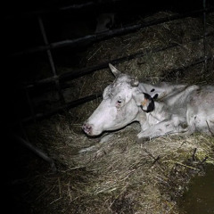 ɑղɑԵհҽʍҽ 🙏 (pt. ii)