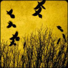 SONG FOR A BLACKBIRD