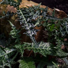 Harmony Rec. podcast | Forest On Stasys