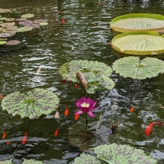 Bweagle - Deephouse062