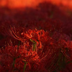 Hanaichimonme ~Japanese children's traditional game song~