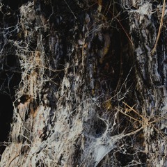Rooted