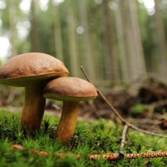 Edible Wild Mushrooms in Philippines