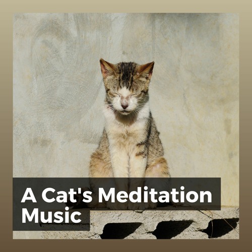 Stream Music for Cats Peace Listen to A Cat's Meditation Music