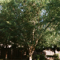 first day of my life by bright eyes (voice memo)